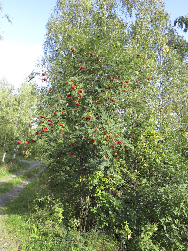 rönn